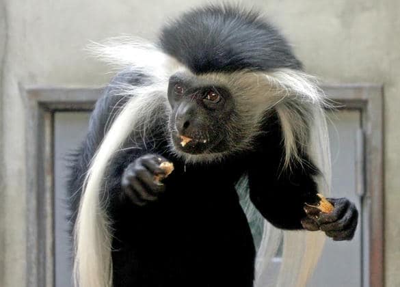 動物図鑑・アンゴラコロブス